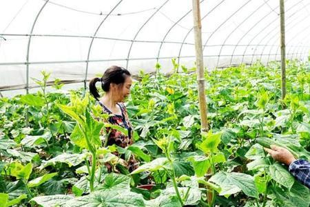 上茬是辣椒下茬种黄瓜怎样