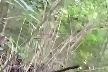 荒野求生100天麻雀姐挑战成功了吗