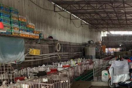 东莞三鸟批发市场属于哪个镇