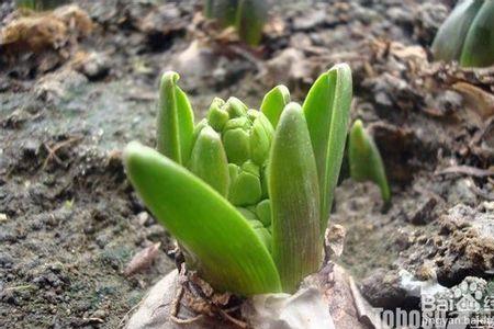 风信子种植前的种子怎样处理
