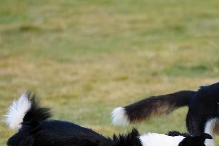 凶犬威猛又灵活代表什么生肖