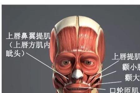 樱唇app怎么样