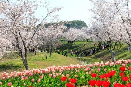 句容市花