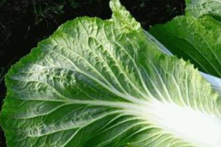 陕西关中白菜种植时间和方法