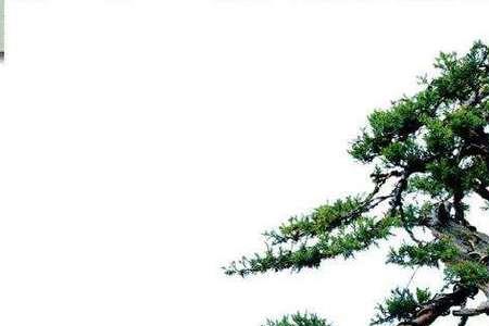 刺柏如何蟠扎