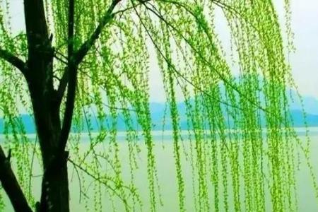 杨柳在古代象征着什么情感