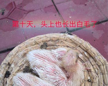 头上有红斑白毛的是什么雁