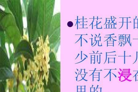 桂花雨中的撮意思是什么