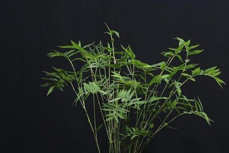 室外光照不足适合种哪些竹子