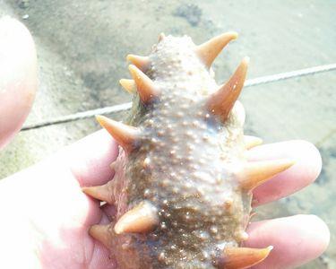 海参像牛筋一样咬不动