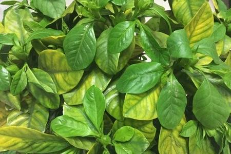 盆栽木本植物叶子发黄怎么办