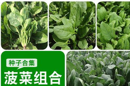 菠菜种子几月份熟