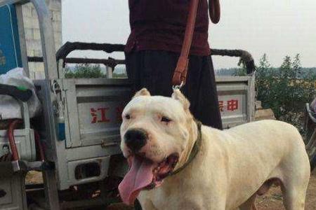 五个月大的杜高犬要怎么喂养