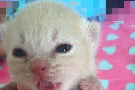短腿母猫可以生仔吗