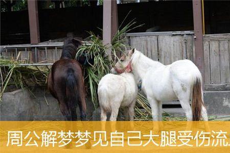 什么动物腿长善于拿来表达女人