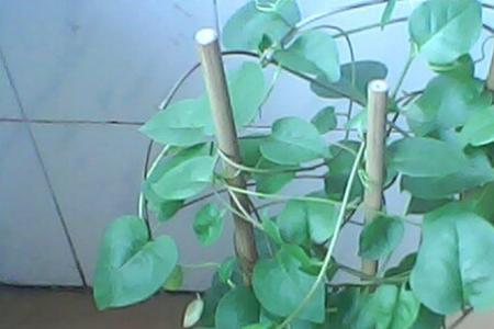 盆栽藤三七怎么使枝条变粗