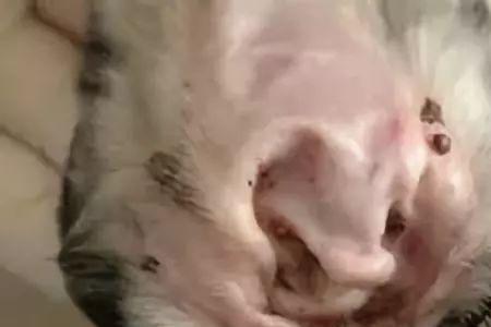 蜱虫在猫身上存活多久