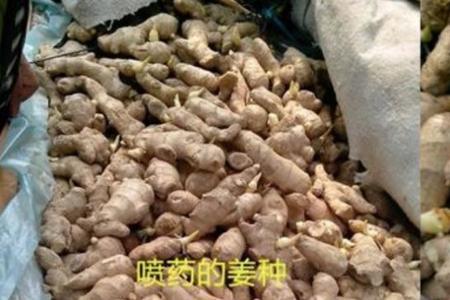 姜种发霉了还能种吗