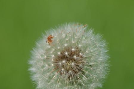 蒲公英的杆是什么颜色