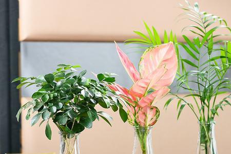 水培八方招财树能养多久