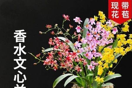 文心兰梦香养殖方法