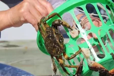 为什么都晚上下蟹笼
