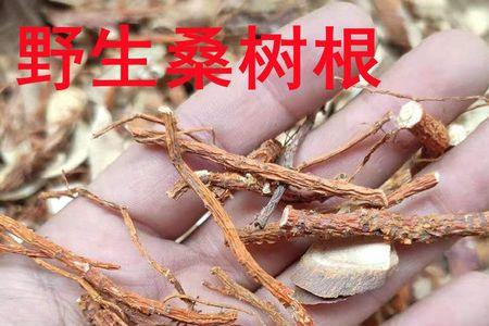 桑树根什么时候采摘