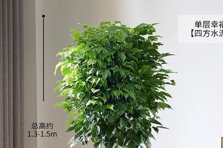 绿宝树怎样才能养得粗壮