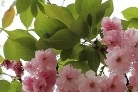 阳光樱是早樱还是晚樱