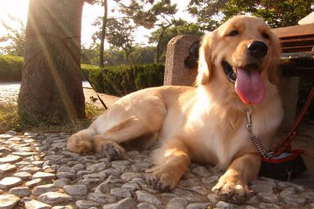 金毛犬可以在室外过冬吗