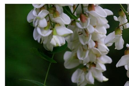 洋槐花开时有什么说法