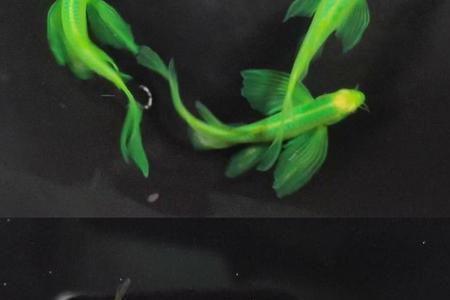 蝶翼斑马鱼会被撑死吗
