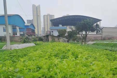 山东露天芹菜成熟时间