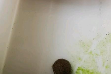 墨蛋繁殖组一年能下多少蛋