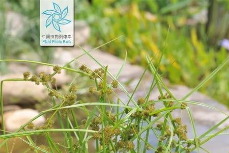 香附子可以做调料吗