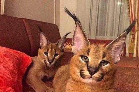 狞猫和金猫谁体型大