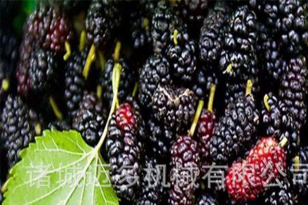 桑葚加工厂投资多少