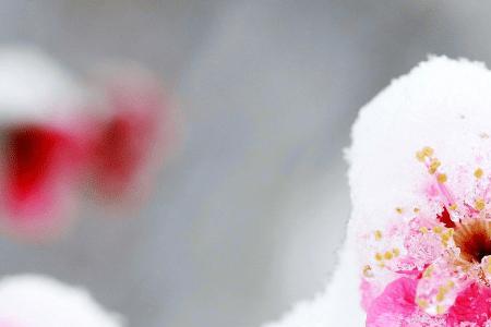 独揽梅花扫腊雪的意思