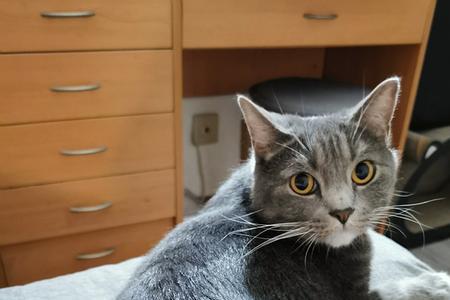 蓝猫火猫土猫谁厉害