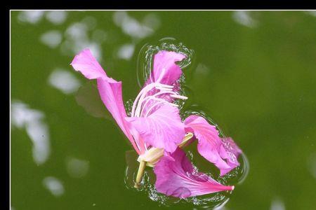 探出水面开花是什么花