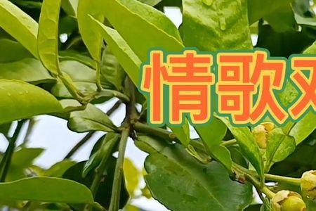 情歌对唱男的先唱还是女的先唱
