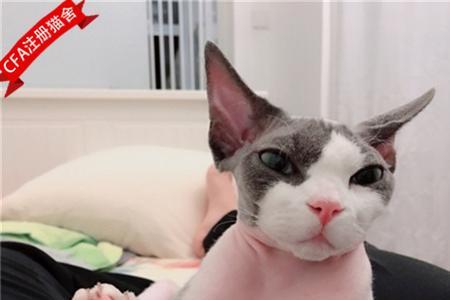 无毛猫8个月大概多少斤