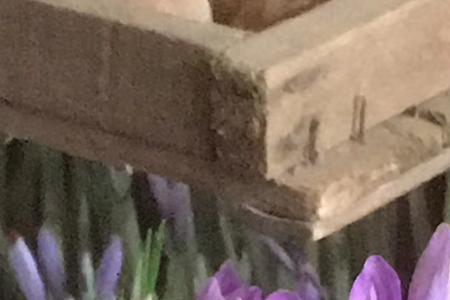 藏红花干花大的好还是小的好