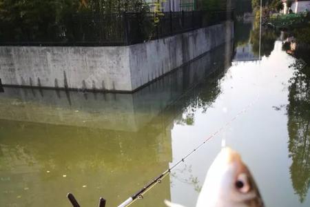 桥筏用一杆还是两竿好