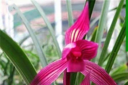 朱红素兰花如何种植
