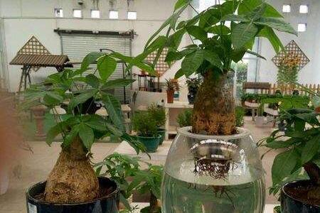 橡子生根了能水培吗