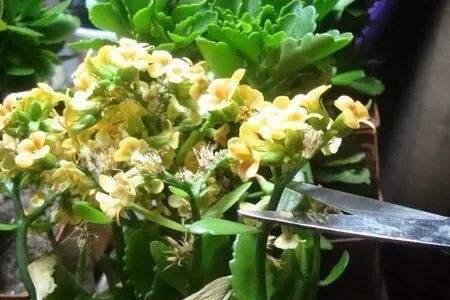 八月份买的长寿花有花苞正常吗
