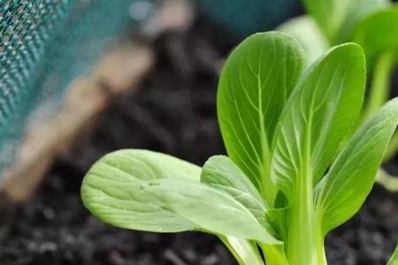 小白菜怎样催芽
