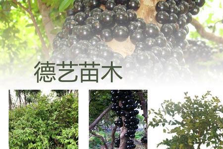 嘉宝果树顶部掉叶