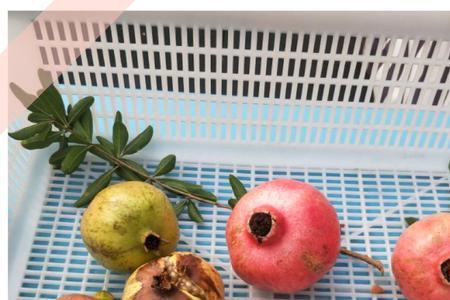 石榴果发红嘴紧闭是什么品种